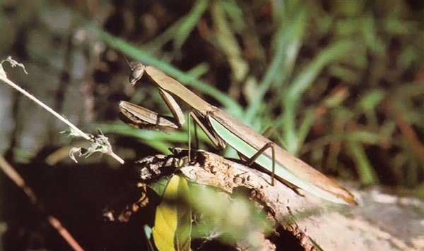 
The purpose of collecting praying mantis eggs is to have a few "jawly" green giants like this one patrolling your garden.
